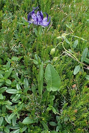 Phyteuma orbiculare \ Kugel-Rapunzel / Round-Headed Rampion, A Admont 5.7.2024