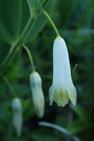 Polygonatum odoratum \ Salomonssiegel, Duftende Weiwurz / Angular Solomon's Seal, A Hainburg 10.5.2025
