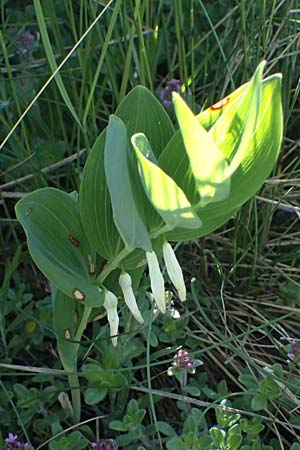 Polygonatum odoratum \ Salomonssiegel, Duftende Weiwurz / Angular Solomon's Seal, A Hainburg 10.5.2025