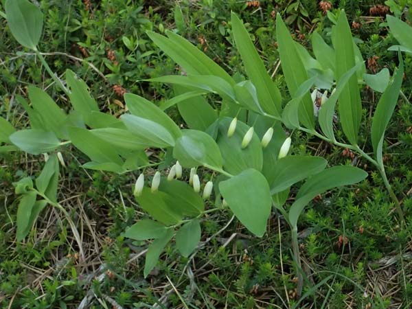 Polygonatum odoratum \ Salomonssiegel, Duftende Weiwurz / Angular Solomon's Seal, A Bad Vöslau 12.5.2025