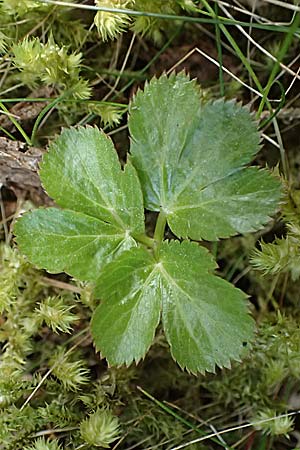 Peucedanum ostruthium \ Meisterwurz / Masterwort, A Kirchberg am Wechsel 12.5.2025