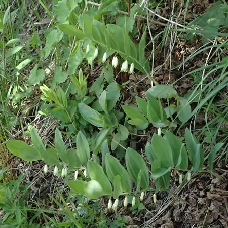 Polygonatum odoratum \ Salomonssiegel, Duftende Weiwurz / Angular Solomon's Seal, A Osttirol, Matrei 14.5.2025