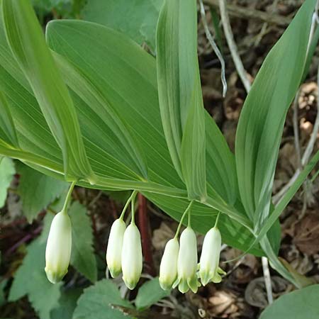 Polygonatum odoratum \ Salomonssiegel, Duftende Weiwurz / Angular Solomon's Seal, A Osttirol, Matrei 14.5.2025