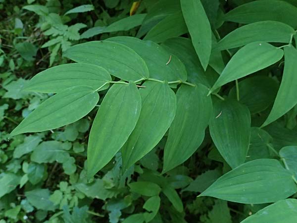 Polygonatum odoratum \ Salomonssiegel, Duftende Weiwurz / Angular Solomon's Seal, A Krimml 1.7.2025