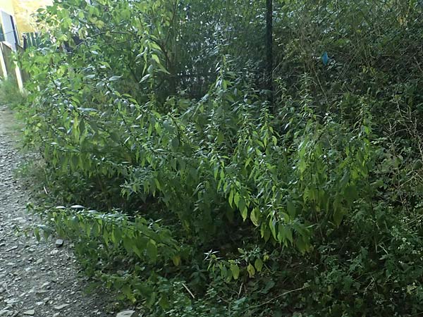 Parietaria officinalis \ Aufrechtes Glaskraut / Common Pellitory-of-the-Wall, A Bisamberg 12.8.2025