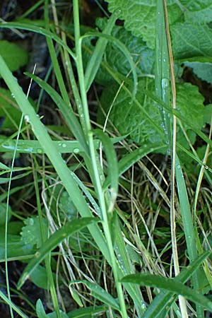 Polygala major \ Gro�e Kreuzblume / Large Milkwort, A Bisamberg 13.6.2026