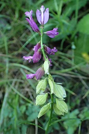 Polygala major \ Gro�e Kreuzblume / Large Milkwort, A Bisamberg 13.6.2026