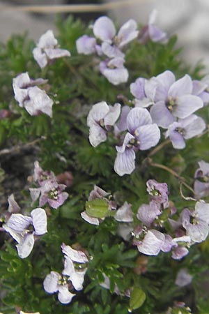 Petrocallis pyrenaica \ Pyrenen-Steinschmckel / Pyrenean Whitlow Grass, A Kärnten/Carinthia, Petzen 2.7.2010