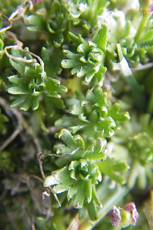 Petrocallis pyrenaica \ Pyrenen-Steinschmckel / Pyrenean Whitlow Grass, A Kärnten/Carinthia, Petzen 2.7.2010