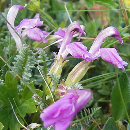 Pedicularis rosea subsp. rosea \ Rosarotes Lusekraut / Pink Lousewort, A Trenchtling 3.7.2010