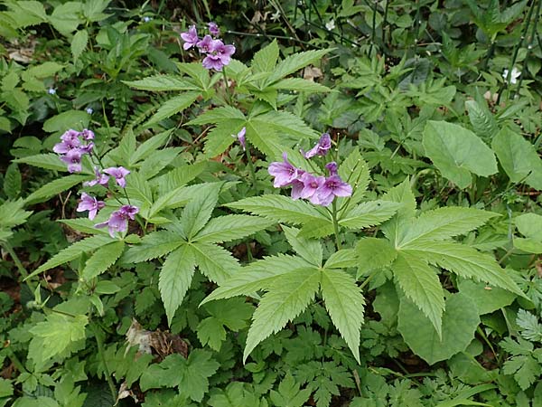 Cardamine pentaphyllos \ Fnfblttrige Zahnwurz, Finger-Zahnwurz / Five-Leaved Coral-Root, A Kärnten/Carinthia, Feistritz im Rosental 17.5.2016