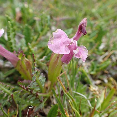 Pedicularis rosea subsp. rosea \ Rosarotes Lusekraut / Pink Lousewort, A Rax 28.6.2020