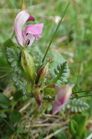 Pedicularis rosea subsp. rosea \ Rosarotes Lusekraut / Pink Lousewort, A Rax 28.6.2020