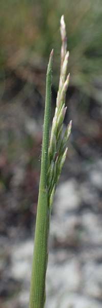 Puccinellia peisonis \ Zick-Salzschwaden, Neusiedlersee-Salzschwaden / Lake Neusiedl Saltmarsh Grass, A Seewinkel, Podersdorf 9.5.2022