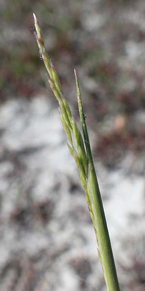 Puccinellia peisonis \ Zick-Salzschwaden, Neusiedlersee-Salzschwaden / Lake Neusiedl Saltmarsh Grass, A Seewinkel, Podersdorf 9.5.2022