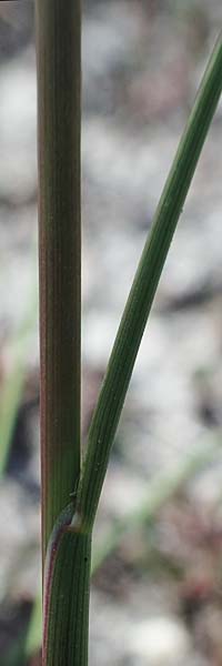 Puccinellia peisonis \ Zick-Salzschwaden, Neusiedlersee-Salzschwaden / Lake Neusiedl Saltmarsh Grass, A Seewinkel, Podersdorf 9.5.2022