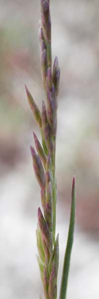 Puccinellia peisonis \ Zick-Salzschwaden, Neusiedlersee-Salzschwaden / Lake Neusiedl Saltmarsh Grass, A Seewinkel, Podersdorf 9.5.2022