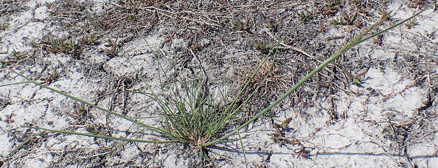 Puccinellia peisonis \ Zick-Salzschwaden, Neusiedlersee-Salzschwaden / Lake Neusiedl Saltmarsh Grass, A Seewinkel, Podersdorf 9.5.2022