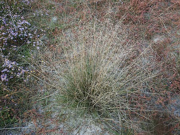 Puccinellia peisonis \ Zick-Salzschwaden, Neusiedlersee-Salzschwaden / Lake Neusiedl Saltmarsh Grass, A Seewinkel, Illmitz 26.9.2022