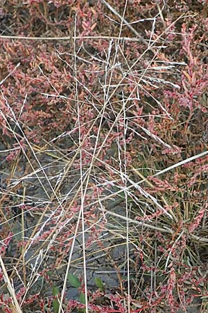 Puccinellia peisonis \ Zick-Salzschwaden, Neusiedlersee-Salzschwaden / Lake Neusiedl Saltmarsh Grass, A Seewinkel, Illmitz 26.9.2022