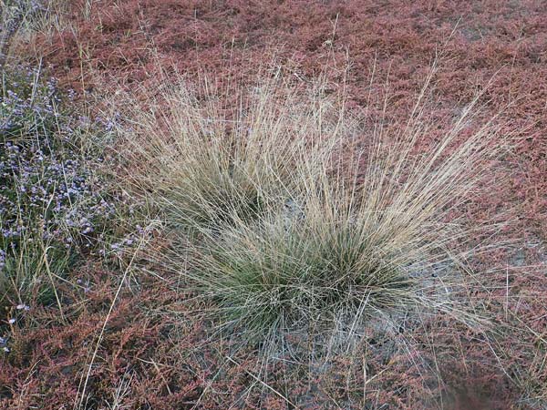 Puccinellia peisonis \ Zick-Salzschwaden, Neusiedlersee-Salzschwaden / Lake Neusiedl Saltmarsh Grass, A Seewinkel, Illmitz 26.9.2022