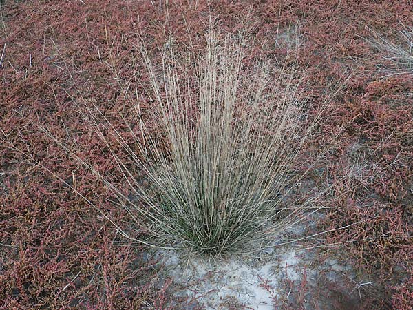 Puccinellia peisonis \ Zick-Salzschwaden, Neusiedlersee-Salzschwaden / Lake Neusiedl Saltmarsh Grass, A Seewinkel, Illmitz 26.9.2022