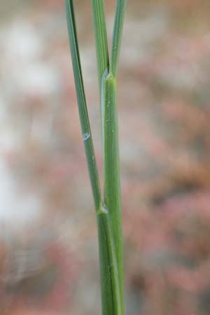 Puccinellia peisonis \ Zick-Salzschwaden, Neusiedlersee-Salzschwaden / Lake Neusiedl Saltmarsh Grass, A Seewinkel, Illmitz 26.9.2022