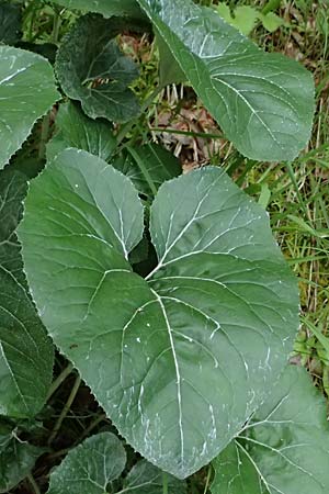 Petasites paradoxus \ Alpen-Pestwurz / Alpine Butterbur, A St. Gallen im Gesäuse 4.7.2024
