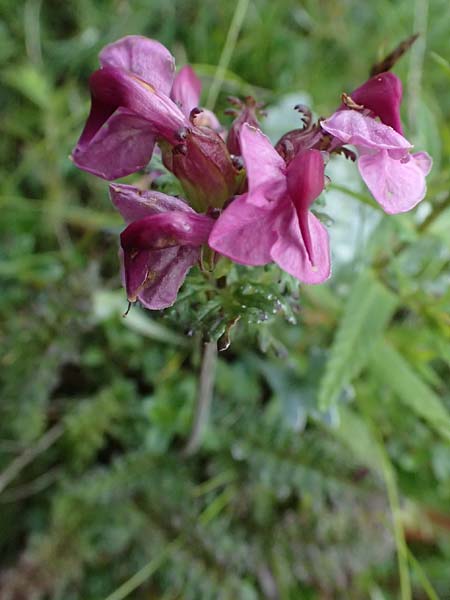 Pedicularis portenschlagii \ Zweibl&uuml;tiges L�usekraut, Portenschlags L�usekraut / Portenschlag's Lousewort, A Admont 5.7.2024