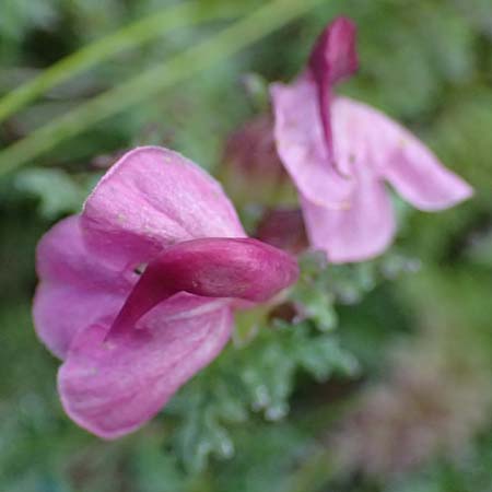 Pedicularis portenschlagii \ Zweibl&uuml;tiges L�usekraut, Portenschlags L�usekraut / Portenschlag's Lousewort, A Admont 5.7.2024