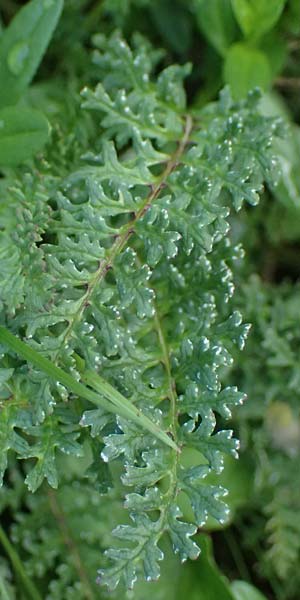 Pedicularis portenschlagii \ Zweibl&uuml;tiges L�usekraut, Portenschlags L�usekraut / Portenschlag's Lousewort, A Admont 5.7.2024