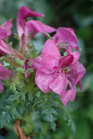 Pedicularis portenschlagii \ Zweibl&uuml;tiges L�usekraut, Portenschlags L�usekraut / Portenschlag's Lousewort, A Admont 5.7.2024