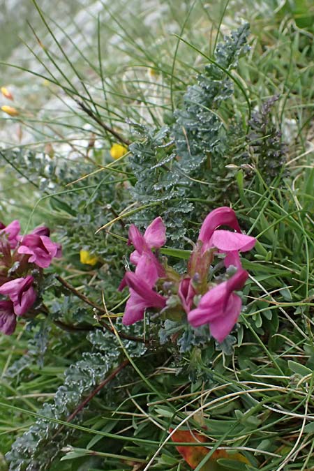 Pedicularis portenschlagii \ Zweibl&uuml;tiges L�usekraut, Portenschlags L�usekraut / Portenschlag's Lousewort, A Admont 5.7.2024