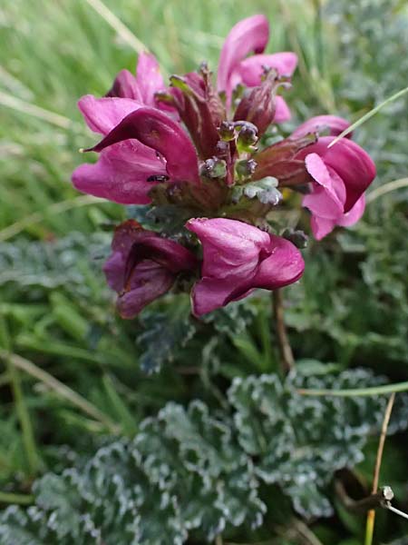 Pedicularis portenschlagii \ Zweibl&uuml;tiges L�usekraut, Portenschlags L�usekraut / Portenschlag's Lousewort, A Admont 5.7.2024