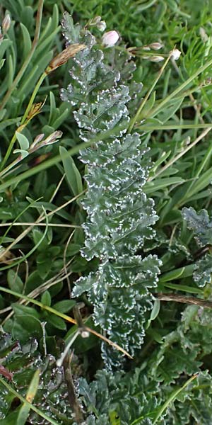 Pedicularis portenschlagii \ Zweibl&uuml;tiges L�usekraut, Portenschlags L�usekraut / Portenschlag's Lousewort, A Admont 5.7.2024