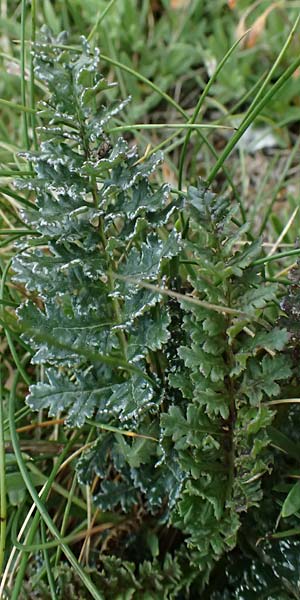 Pedicularis portenschlagii \ Zweibl&uuml;tiges L�usekraut, Portenschlags L�usekraut / Portenschlag's Lousewort, A Admont 5.7.2024