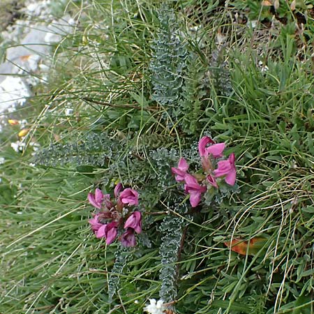 Pedicularis portenschlagii \ Zweibl&uuml;tiges L�usekraut, Portenschlags L�usekraut / Portenschlag's Lousewort, A Admont 5.7.2024