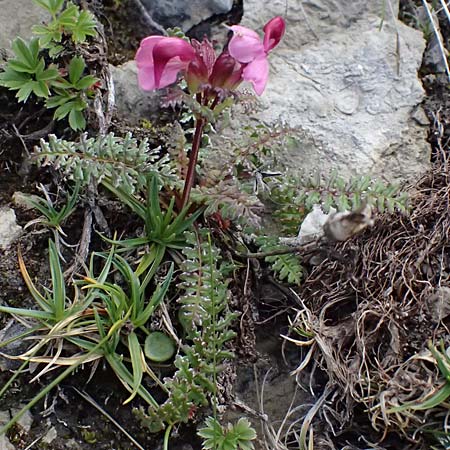 Pedicularis portenschlagii \ Zweibl&uuml;tiges L�usekraut, Portenschlags L�usekraut / Portenschlag's Lousewort, A Admont 5.7.2024