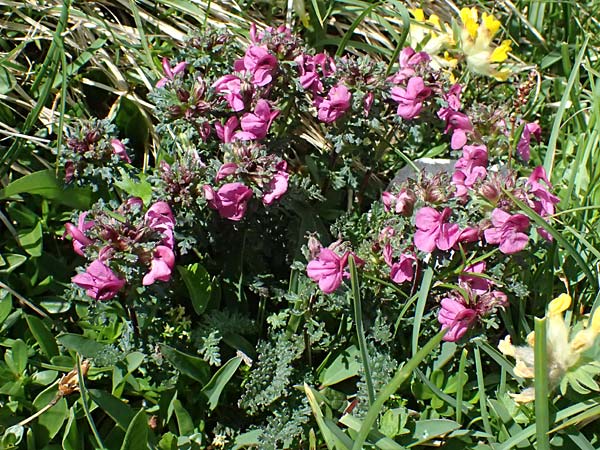 Pedicularis portenschlagii \ Zweibl&uuml;tiges L�usekraut, Portenschlags L�usekraut / Portenschlag's Lousewort, A Admont 5.7.2024