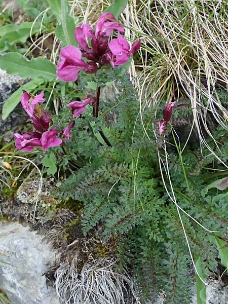 Pedicularis portenschlagii \ Zweibl&uuml;tiges L�usekraut, Portenschlags L�usekraut / Portenschlag's Lousewort, A Trenchtling 6.7.2024