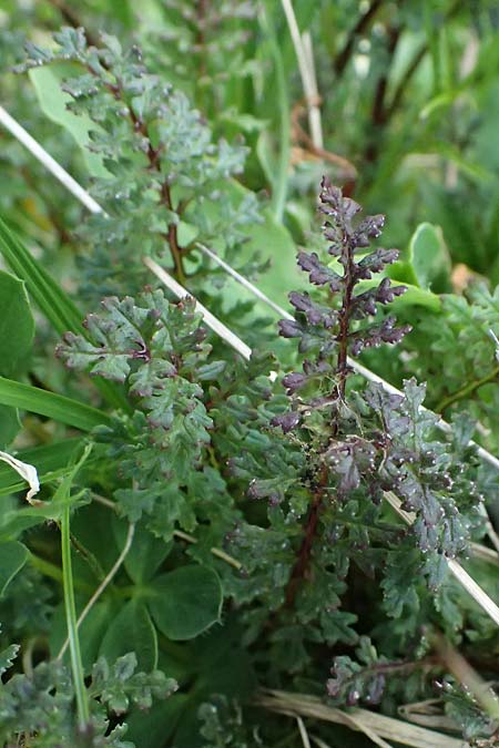 Pedicularis portenschlagii \ Zweibl&uuml;tiges L�usekraut, Portenschlags L�usekraut / Portenschlag's Lousewort, A Trenchtling 6.7.2024