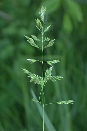 Poa pratensis \ Wiesen-Rispengras, Wiesenrispe / Smooth Meadow Grass, Kentucky Blue Grass, A Marchegg 10.5.2025