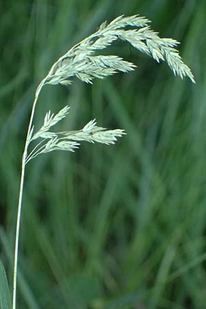 Poa pratensis \ Wiesen-Rispengras, Wiesenrispe / Smooth Meadow Grass, Kentucky Blue Grass, A Marchegg 10.5.2025