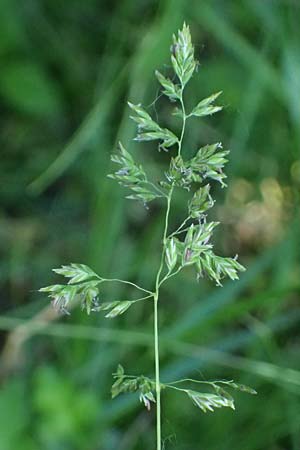 Poa pratensis \ Wiesen-Rispengras, Wiesenrispe / Smooth Meadow Grass, Kentucky Blue Grass, A Marchegg 10.5.2025