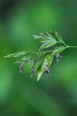 Poa pratensis \ Wiesen-Rispengras, Wiesenrispe / Smooth Meadow Grass, Kentucky Blue Grass, A Marchegg 10.5.2025