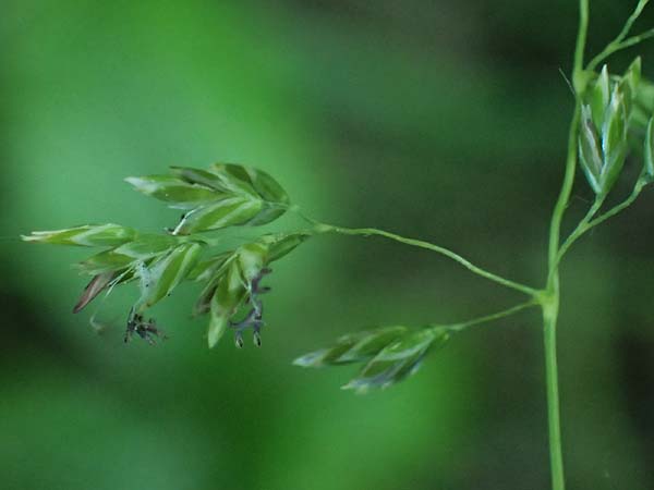 Poa pratensis \ Wiesen-Rispengras, Wiesenrispe / Smooth Meadow Grass, Kentucky Blue Grass, A Marchegg 10.5.2025