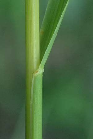 Poa pratensis \ Wiesen-Rispengras, Wiesenrispe / Smooth Meadow Grass, Kentucky Blue Grass, A Marchegg 10.5.2025