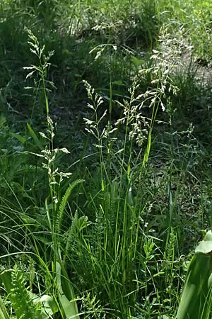 Poa pratensis \ Wiesen-Rispengras, Wiesenrispe / Smooth Meadow Grass, Kentucky Blue Grass, A Marchegg 10.5.2025