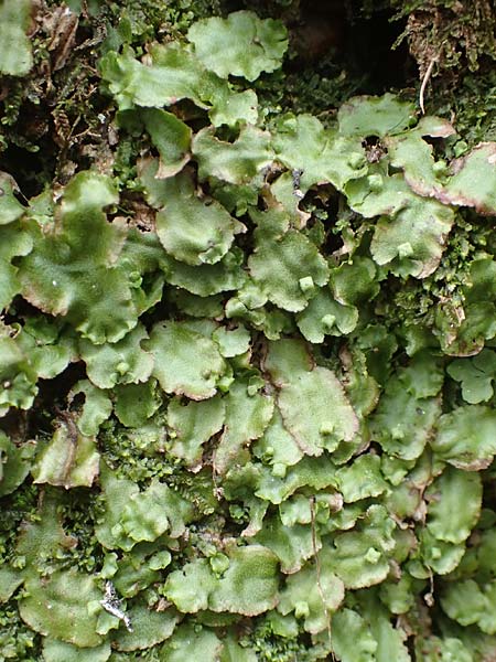 Preissia quadrata \ Prei&szlig;-Lebermoos / Narrow Mushroom-Headed Liverwort, A K&auml;rnten/Carinthia, Hochobir 19.5.2016