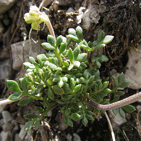 Hornungia alpina \ Alpen-Steinkresse / Pritzelago, A Hahntennjoch 27.5.2007